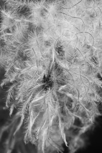 CRW_5883